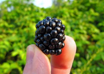 blackberry nutrients