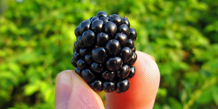 blackberry nutrients