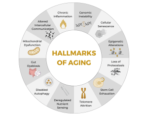 hallmarks of aging